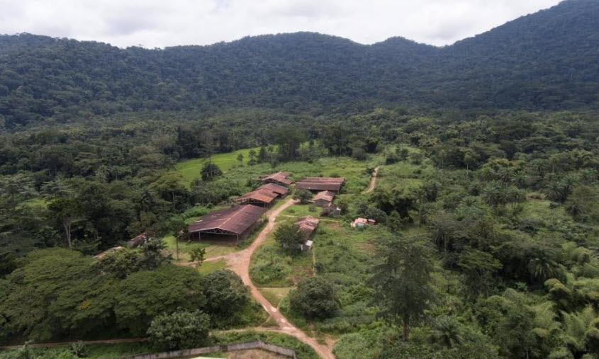 Forêt Classée de Ziama
